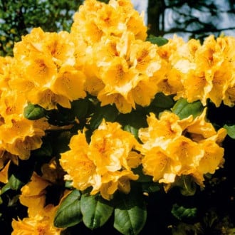 Rhododendron (Różanecznik) Gold interface.image 4