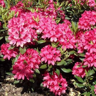 Rhododendron (Różanecznik) Pearce's American Beauty interface.image 6