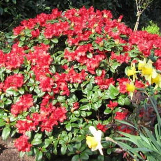 Rhododendron (Różanecznik) Scarlet Wonder interface.image 1