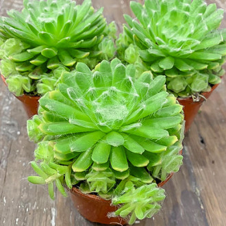 Rojnik (Sempervivum) Jubilee interface.image 4