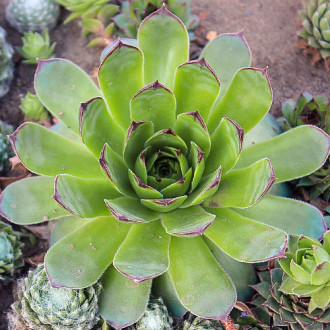 Rojnik (Sempervivum) Mahogany interface.image 6