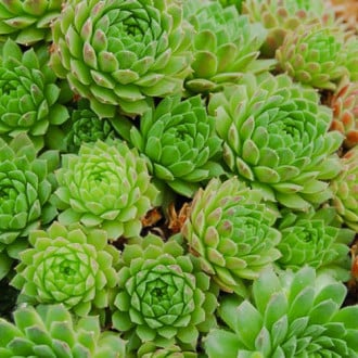 Rojnik (Sempervivum) Sabat interface.image 1