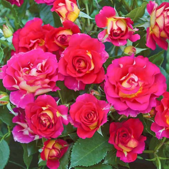 Róża rabatowa Brera® interface.image 6