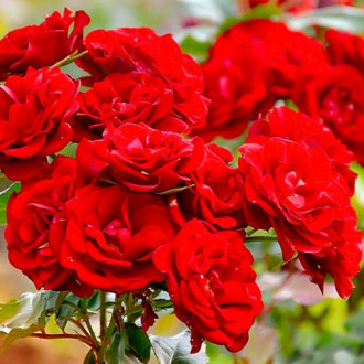 Róża rabatowa Czerwona interface.image 4