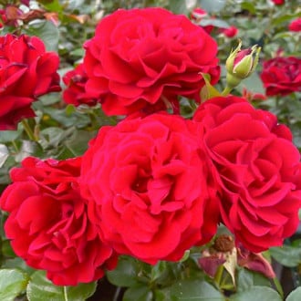 Róża bukietowa Draga Frayla interface.image 2