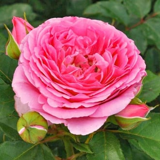 Róża bukietowa Frayla Mileva interface.image 3