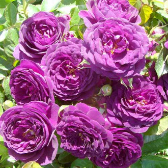 Róża rabatowa Niebiesko - Fioletowa interface.image 2