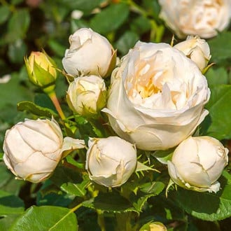 Róża rabatowa Pearl Vaza® interface.image 5
