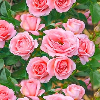 Róża rabatowa Perfume Fashion® interface.image 4