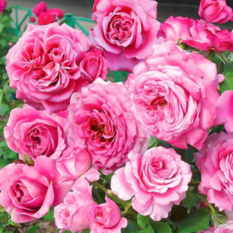 Róża rabatowa Picotee Vaza® interface.image 5