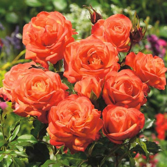 Róża rabatowa Pomarańczowa interface.image 6