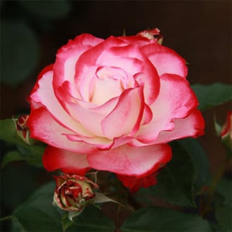 Róża bukietowa Prince De Monaco interface.image 1