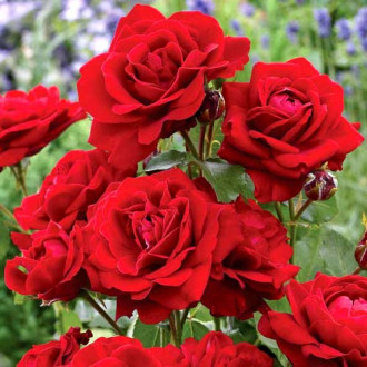 Róża bukietowa Red Diadem interface.image 4