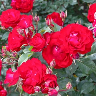 Róża rabatowa Red Spot® interface.image 2