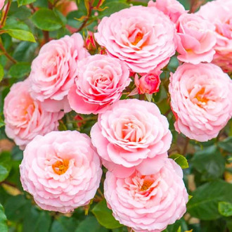 Róża rabatowa Różowa interface.image 1