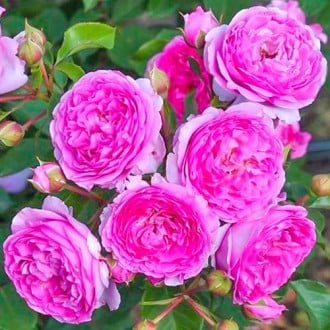 Róża rabatowa Vaza Lavender interface.image 5