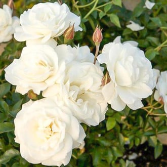 Róża bukietowa White Diadem interface.image 5