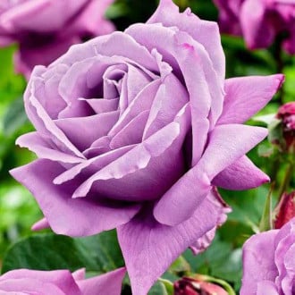 Róża wielkokwiatowa Charlie interface.image 4