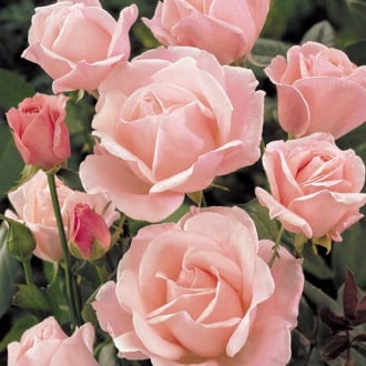Róża wielkokwiatowa Queen Elizabeth interface.image 6