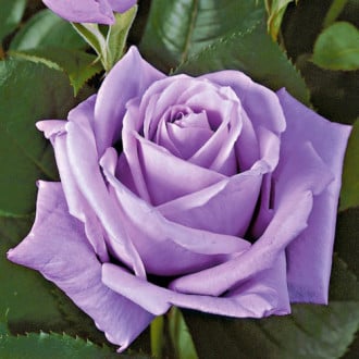Róża wielkokwiatowa Eminence interface.image 3