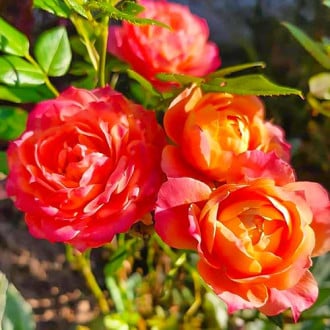 Róża miniaturowa Briosa® interface.image 5