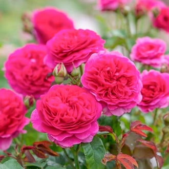 Róża pnąca Gabriel Oak® interface.image 5