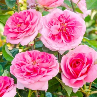 Róża pnąca Gertrude Jekyll® interface.image 4