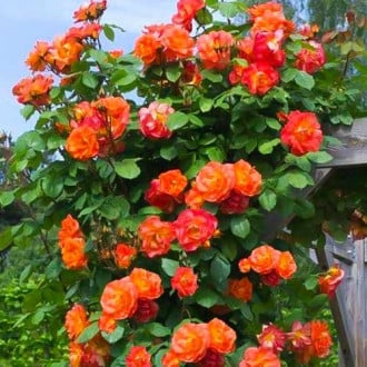 Róża pnąca herbaciana interface.image 1