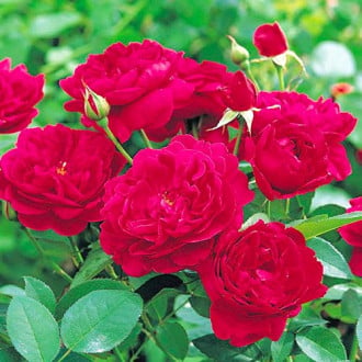 Róża pnąca Monferrato® interface.image 3