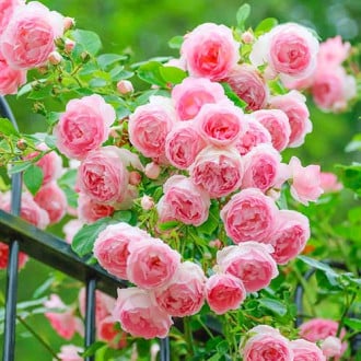 Róża pnąca Pink Cloud interface.image 2