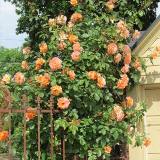 Róża pnąca Różowo-Pomarańczowa interface.image 3