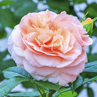 Róża rabatowa Duchess of Cornwall interface.image 3