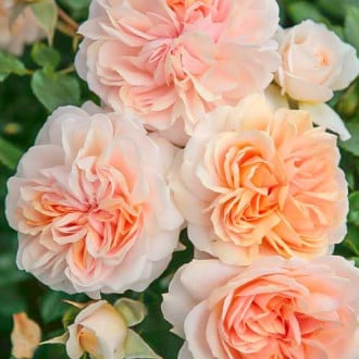 Róża rabatowa Garden of Roses® interface.image 5