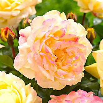 Róża rabatowa Lampion® interface.image 4
