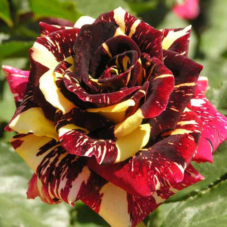 Róża wielkokwiatowa Abracadabra interface.image 4