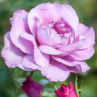 Róża wielkokwiatowa Amethyst interface.image 5