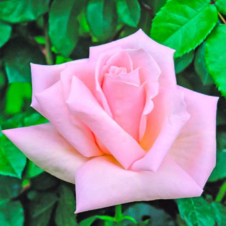 Róża wielkokwiatowa Antonella interface.image 4
