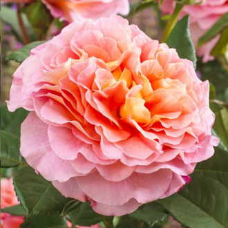 Róża wielkokwiatowa Augusta Luise® interface.image 5