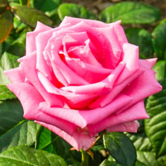 Róża wielkokwiatowa Bel Ange interface.image 5