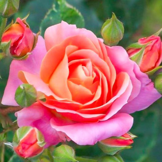 Róża wielkokwiatowa Belle Epoque® interface.image 4