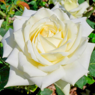 Róża wielkokwiatowa Biała interface.image 3