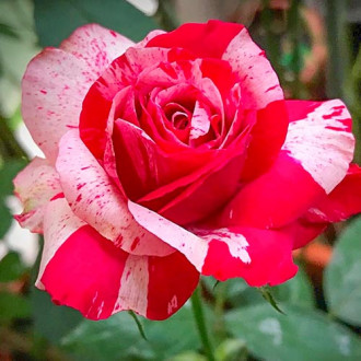Róża wielkokwiatowa Biało - Czerwona interface.image 6