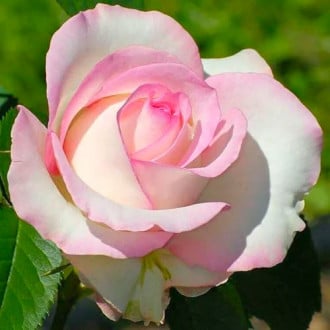 Róża wielkokwiatowa Biało - Różowa interface.image 6