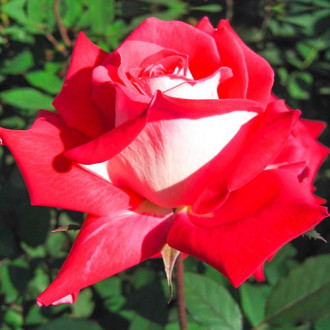 Róża wielkokwiatowa Bicolette interface.image 1