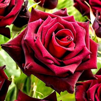Róża wielkokwiatowa Black Baccara interface.image 1