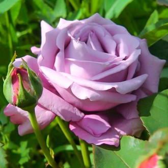 Róża wielkokwiatowa Blue Monday® interface.image 6