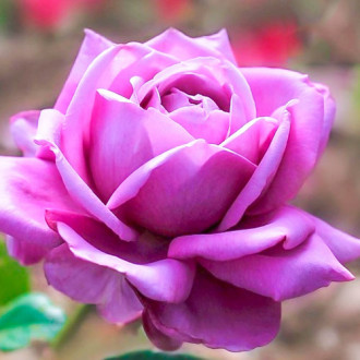 Róża wielkokwiatowa Blue Perfume interface.image 5