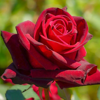 Róża wielkokwiatowa Bordowa interface.image 2