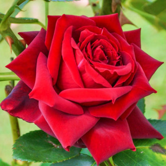 Róża wielkokwiatowa burgundowa interface.image 5