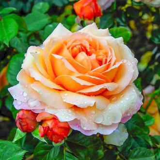 Róża wielkokwiatowa Capri® interface.image 1